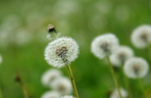 蒲公英的种子之旅