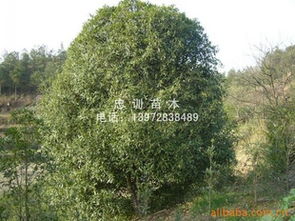 中国桂花之乡：湖北咸宁桂花镇