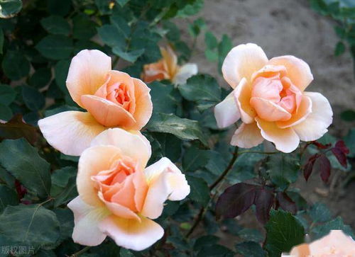 黄金庆典：英国藤本月季的璀璨明珠