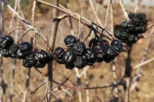 黑伙计才是真抗冻