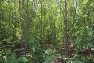 苗木行业难搞啊，咋整呢？