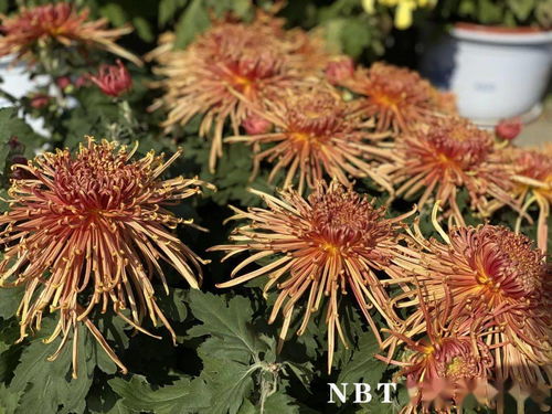 紫红色菊花怎么养护？学会这几招开花特别旺