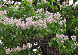 冬日里的美丽风景