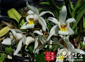 贝母兰养护全攻略：从种植到呵护，你值得一堪！