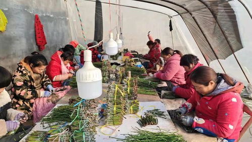 博望镇巾帼在严寒中展示嫁接技艺