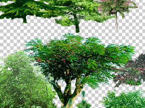 园林树木的奥秘：自然与人文的交融之美