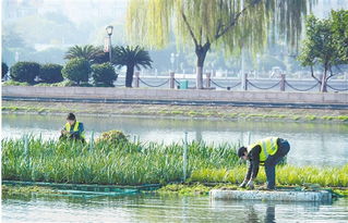 水生植物与水边的距离