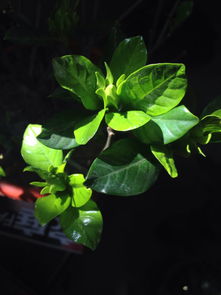 有花骨朵，为何迟迟不开花