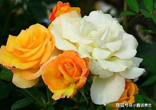 花苗湿漉漉的处理方法