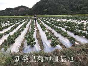 科学种植， 事半功倍