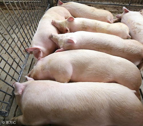 肥猪养得好不好，kan这三个指标行不行？