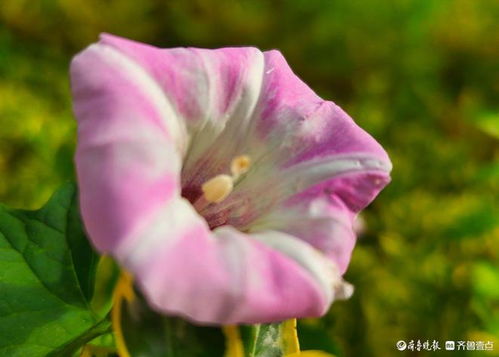 牵牛花像什么？像小喇叭