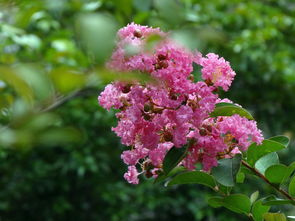 紫薇的花期传奇