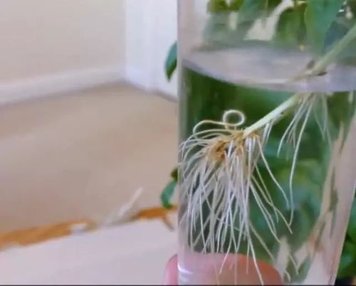 自制生根剂不用买？8个妙招