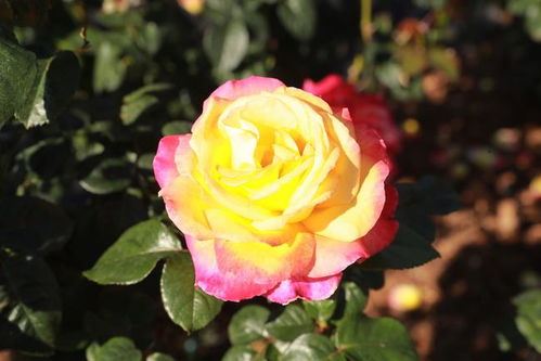 月季， 美丽而娇贵的花朵