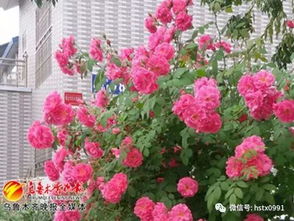 惯与天山牧歌， 你不知道的还有这些：