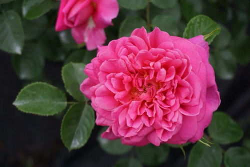 在雾色袅绕中漫步