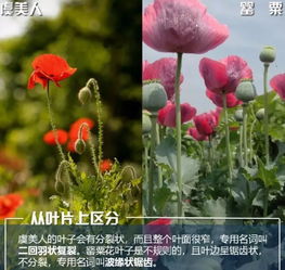 虞美人为何禁种？种了会出大事吗