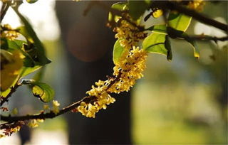 金桂花树，家庭花园中的珍贵植物