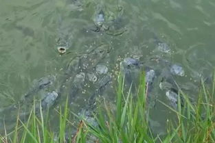 草鱼肠炎：病原感染