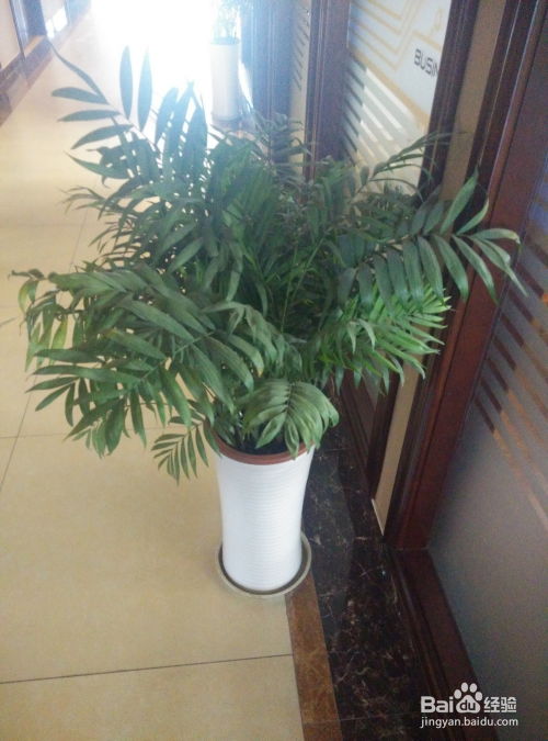 万年青花语的秘密中，那独特的纹饰究竟蕴含着怎样的寓意与象征