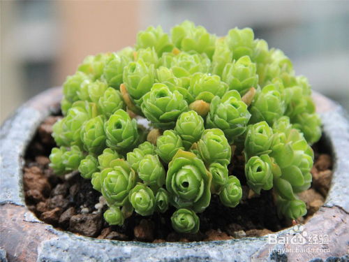 山地玫瑰养殖全攻略：简单技巧与关键注意事项