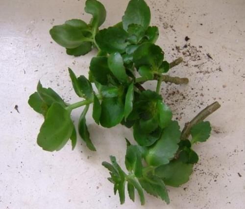 重楼种子7天冒白芽的土法子，老农亲测省3000元，秘诀大揭秘！