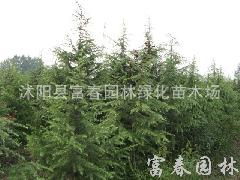 中度短截修剪：平衡树势