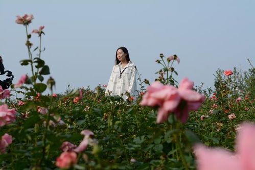 花海漫步，心情畅