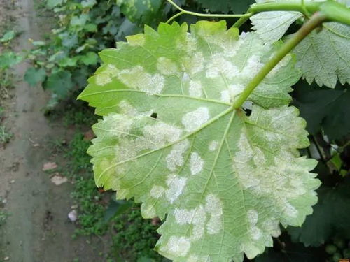 油菜霜霉病的防治大揭秘