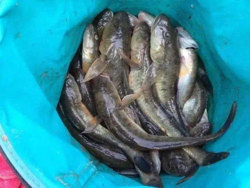 红虫死亡后其钓鱼效果会降低
