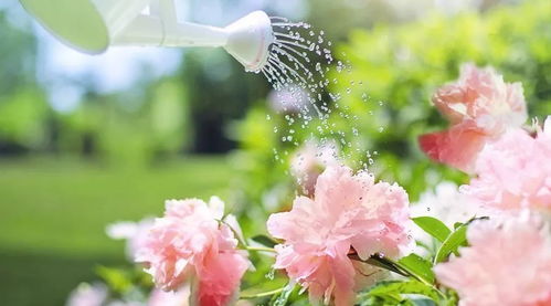 吊篮花怎么浇水？浇水量过多或过少都不好