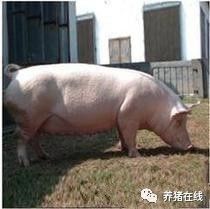 母猪配种需注意：选优种、防应激、适时操作