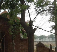 春天的毛毛细雨与柏树的绿叶