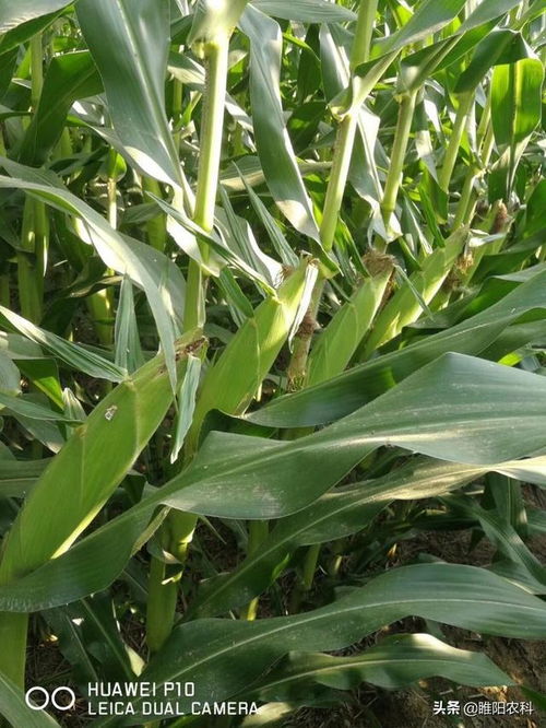嘉禧100：耐高温玉米的佼佼者