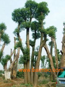 一、商家定位不同