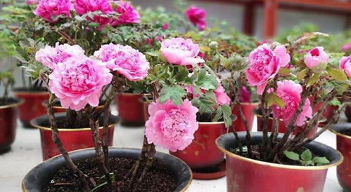 杜鹃花：爱它就给它最好的土