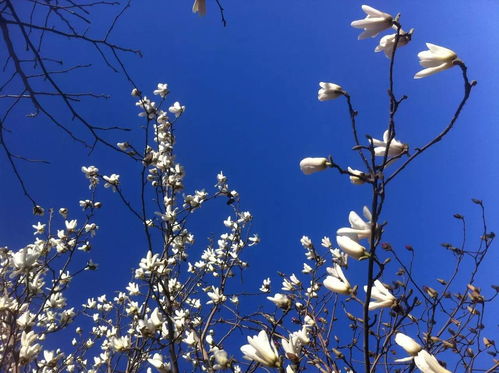 白芨开花时间为夏季，花语寓意为纯洁与坚韧
