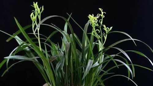 跳舞兰：悬挂哲学与养护技巧