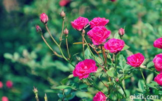 夏日玫瑰种植，小心呵护的花朵