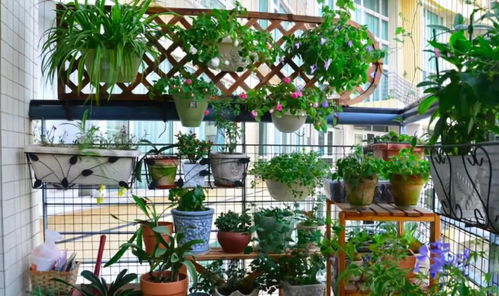 高层楼房养花为何总是不旺？