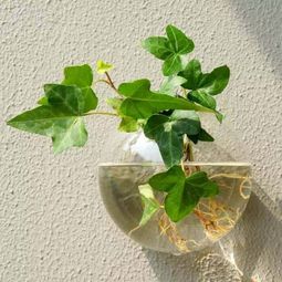 水培植物放土，这是为什么