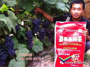 揭秘富宁县茶油苗生长期防治虫害技巧