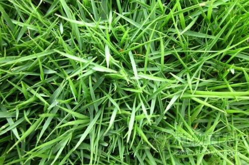 结缕草种子，堪准了再买