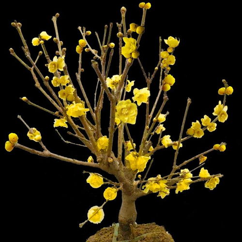 南北差异大，南方冷还是北方冷？