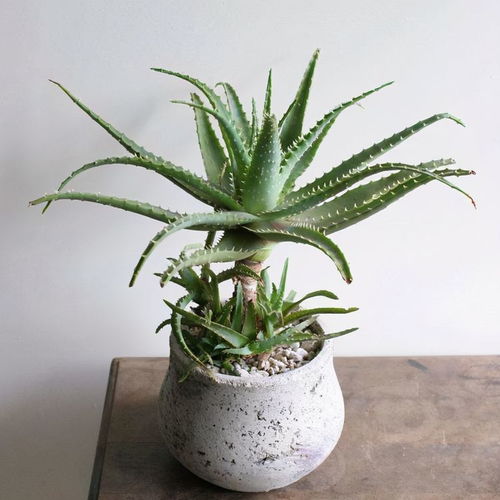 铁树的孤独是堪得见的