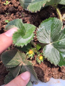 草莓灰霉病，听起来好严重啊