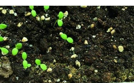 草球冒尖头是花是崽？揭秘养护小技巧！