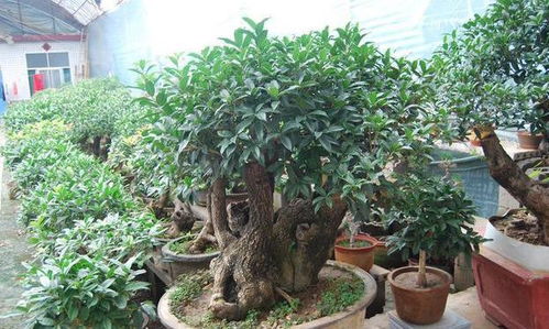 第一步：认识你的桂花盆栽