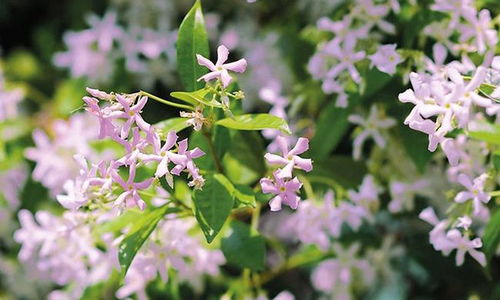 北方零下15℃也嫩种的花